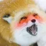 FoxAhegao