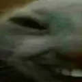 xdd