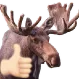 moose_thumb moose_thumb