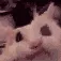 catAAAA