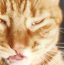 _his_cat Discord emoji