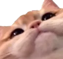 Bob