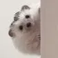 peek