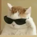 coolcat