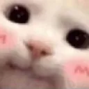 Blushycat blushycat Discord Emoji