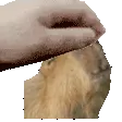 CapybaraPat CapybaraPat