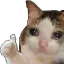 cat_cry_ok