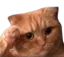 cat_salute cat_salute