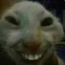 gato_troll