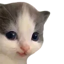 chat1