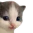 :chat1: chat1