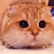 mighty257Catshake