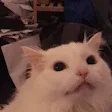 mighty257Catscream
