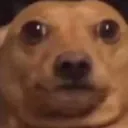 doggo_looking