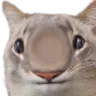 Cat_BigBrain