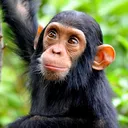 ChaseChimpanzee ChaseChimpanzee