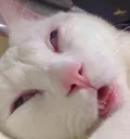 youoglyfacememescat4 Discord Emoji