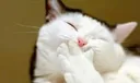 HEHEHE Discord Emoji