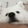 doggobop