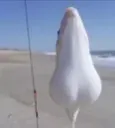 ballsfish