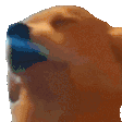 sh_bdogjam