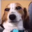 DoggoSmile DoggoSmile
