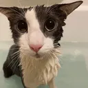soggycatpicture