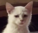 Z_really Discord emoji