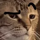 CatEyebrow