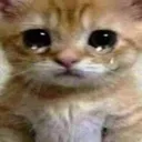 catcry