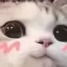 CatBlush2