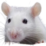 miksrat