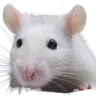 miksrat miksrat