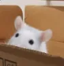 boxrat boxrat