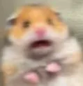 hamscared