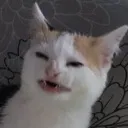 Nani