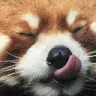 Redpandatasty Discord Emoji
