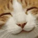 catlaugh