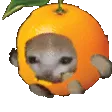 OrangeCatRun