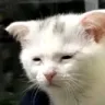 SCtired