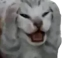 KittyNOOO