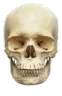 skull4