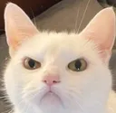 angycat