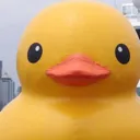 SV_duck