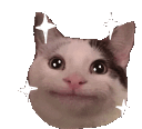xSparkleCat Discord emoji