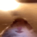 thehamsterman