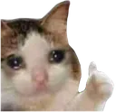 imokcatto
