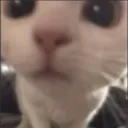 Cat Stare cat_stare Discord Emoji