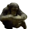 monke