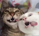 hehecat